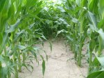 Friuli, condannato l'agricoltore che aveva seminato mais Ogm